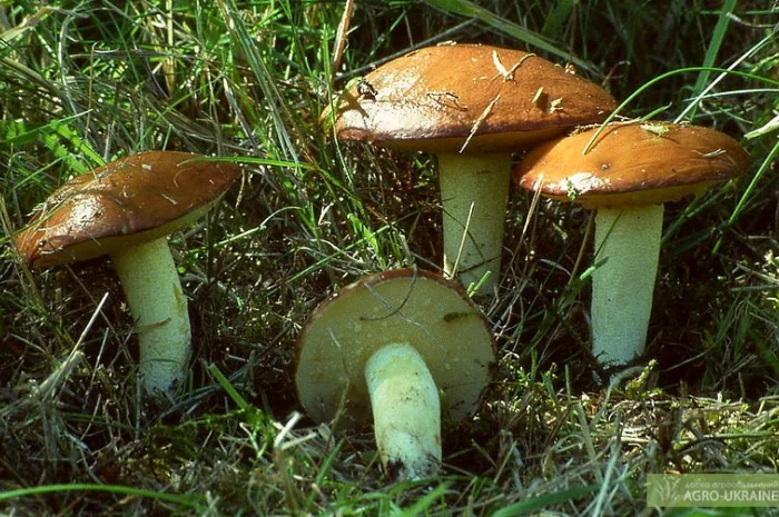 Мицелий опенка,  мицелий масленка,  мицелий лисички,  груздя,  польского и белых грибов- фото № 3