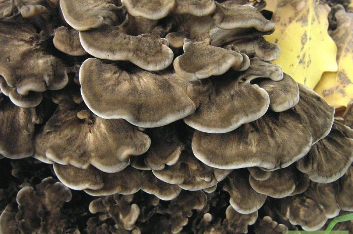 Мицелий мейтаке,  мицелий рейши,  мицелий чаги,  муэра,  шиитаке,  энокитаке- фото № 1