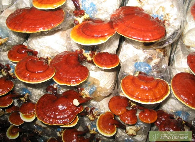 Мицелий мейтаке,  мицелий рейши,  мицелий чаги,  муэра,  шиитаке,  энокитаке- фото № 2