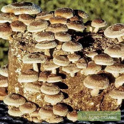 Мицелий мейтаке,  мицелий рейши,  мицелий чаги,  муэра,  шиитаке,  энокитаке- фото № 3