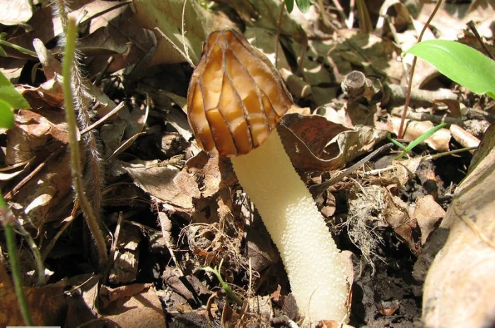 Грибница сморчков - семена грибов (мицелий) Сморчок полусвободный- фото № 2