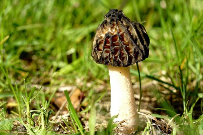 Грибница сморчков - семена грибов (мицелий) Сморчок полусвободный- фото № 3