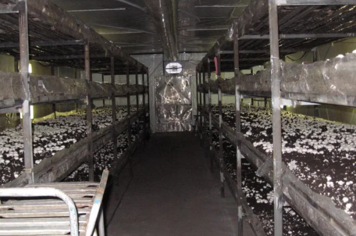 Грибниця шампіньона - насіння (спори) шампіньонів. Якість 100%- фото № 2