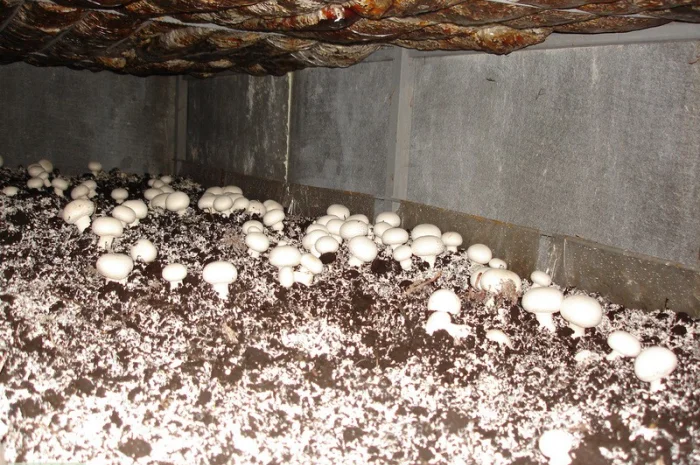 Грибниця шампіньона - насіння (спори) шампіньонів. Якість 100%- фото № 3