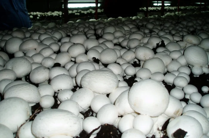 Грибниця шампіньона - насіння (спори) шампіньонів. Якість 100%- фото № 4