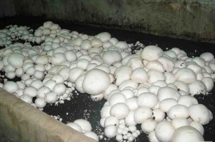 Грибниця шампіньона - насіння (спори) шампіньонів. Якість 100%- фото № 5