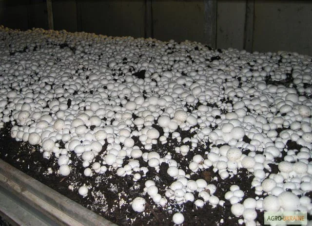 Грибниця шампіньона - насіння (спори) шампіньонів. Якість 100%- фото № 7