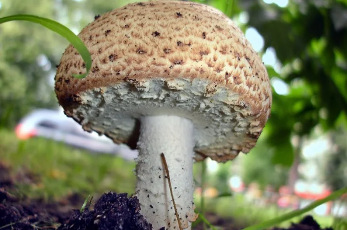 Семена августовского шампиньона недорого,  высылаю в любой регион- фото № 1