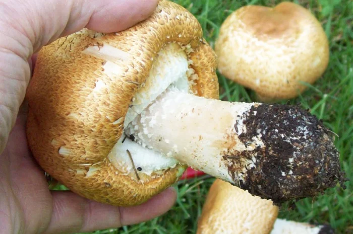 Семена августовского шампиньона недорого,  высылаю в любой регион- фото № 2