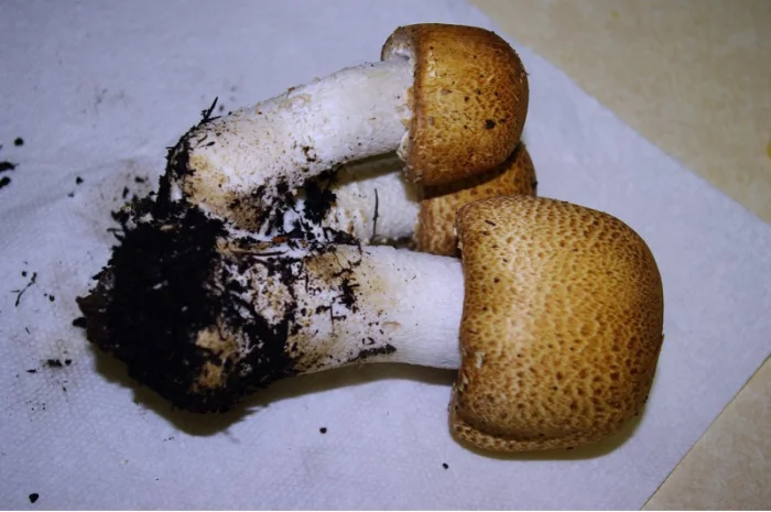 Семена августовского шампиньона недорого,  высылаю в любой регион- фото № 3