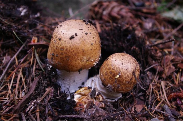 Семена августовского шампиньона недорого,  высылаю в любой регион- фото № 4