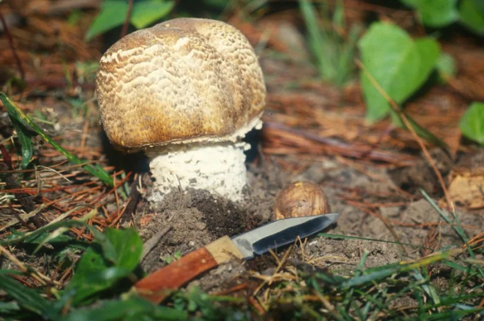 Семена августовского шампиньона недорого,  высылаю в любой регион- фото № 5