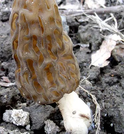 Мицелий Сморчок обыкновенный для выращивания грибов на участке высылаю новой почтой- фото № 2