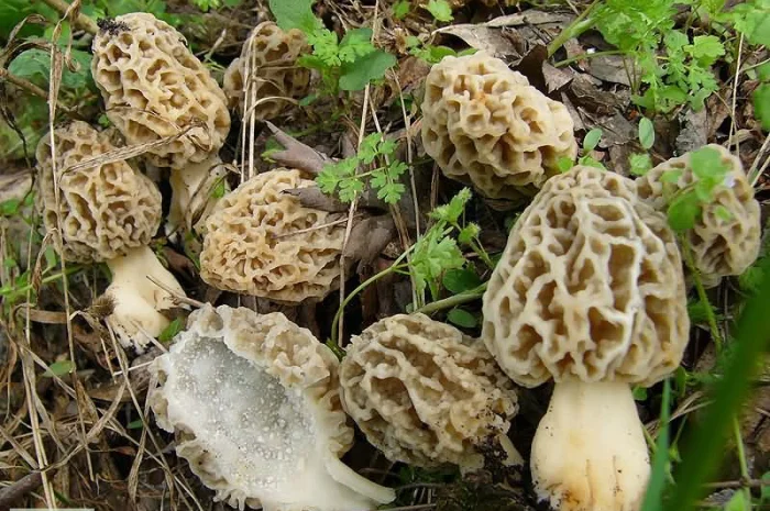 Мицелий Сморчка обыкновенного для выращивания грибов- фото № 3