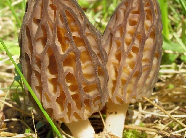 Мицелий Сморчок обыкновенный для выращивания грибов на участке высылаю новой почтой- фото № 4