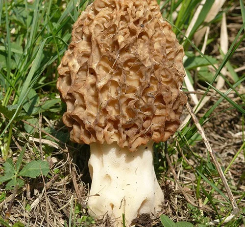 Мицелий Сморчок обыкновенный для выращивания грибов на участке высылаю новой почтой- фото № 5