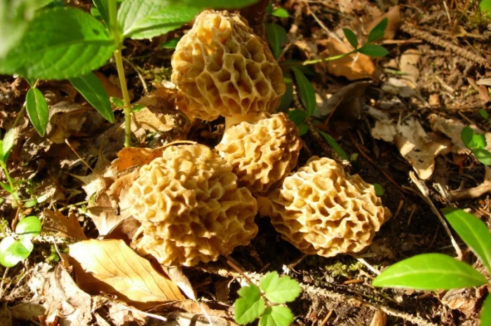 Мицелий Сморчок обыкновенный для выращивания грибов на участке высылаю новой почтой- фото № 6