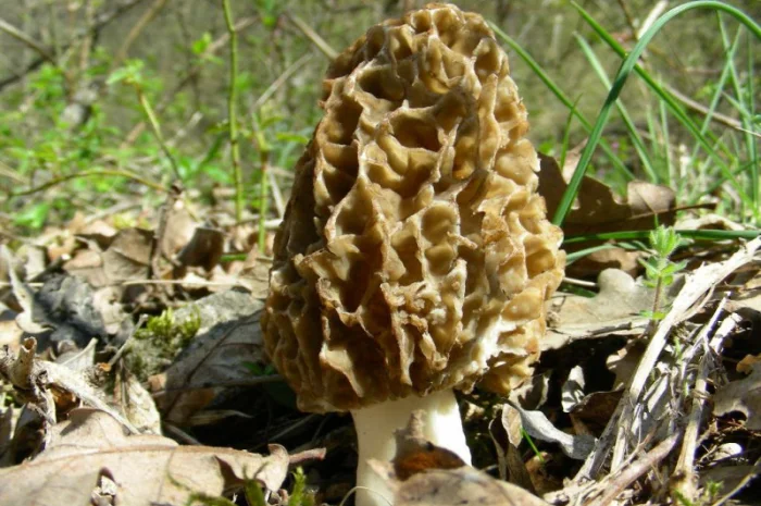 Мицелий Сморчок обыкновенный для выращивания грибов на участке высылаю новой почтой- фото № 7