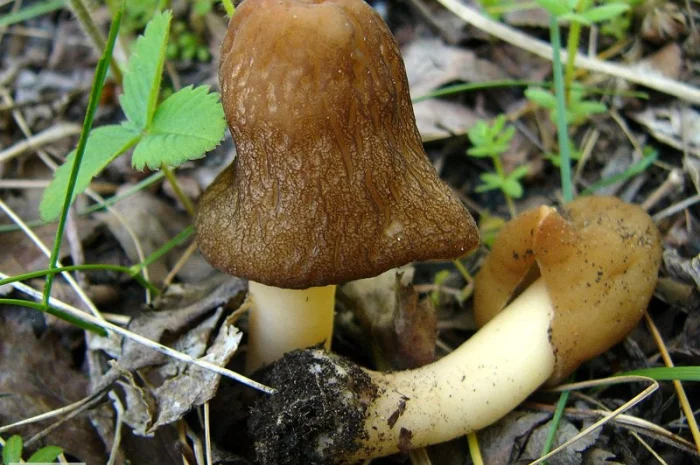 Мицелий сморчков разных видов. Семена сморчковой шапочки конической для ваших огородов- фото № 1