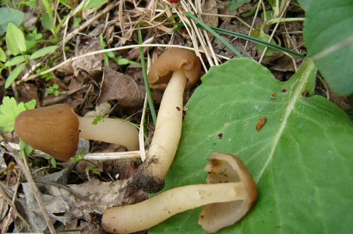 Мицелий сморчков разных видов. Семена сморчковой шапочки конической для ваших огородов- фото № 1