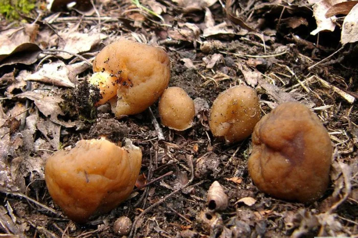 Мицелий сморчков разных видов. Семена сморчковой шапочки конической для ваших огородов- фото № 2