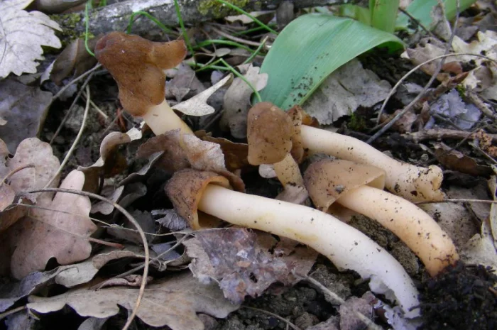 Мицелий сморчков разных видов. Семена сморчковой шапочки конической для ваших огородов- фото № 4