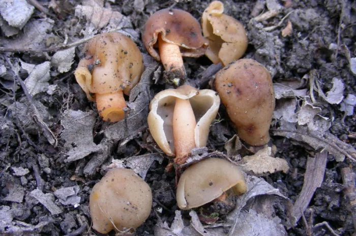 Мицелий сморчков разных видов. Семена сморчковой шапочки конической для ваших огородов- фото № 5