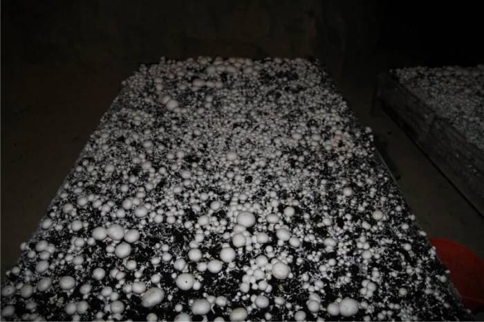 Мицелий шампиньонов зерновой первичный (не пересажен!) высылаю из Киева новой почтой- фото № 1