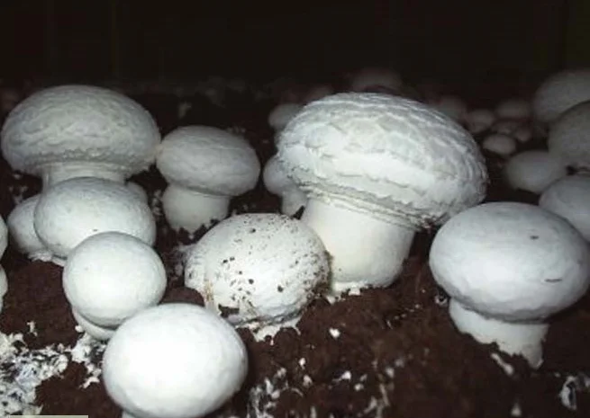 Мицелий шампиньонов зерновой первичный (не пересажен!) высылаю из Киева новой почтой- фото № 10