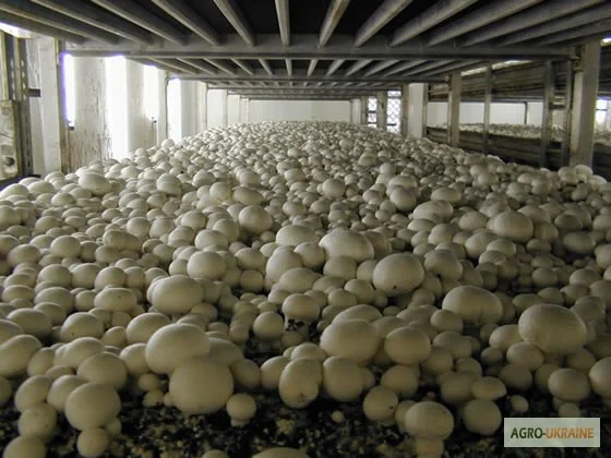 Мицелий шампиньонов зерновой первичный (не пересажен!) высылаю из Киева новой почтой- фото № 11