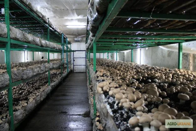 Мицелий шампиньонов зерновой первичный (не пересажен!) высылаю из Киева новой почтой- фото № 3