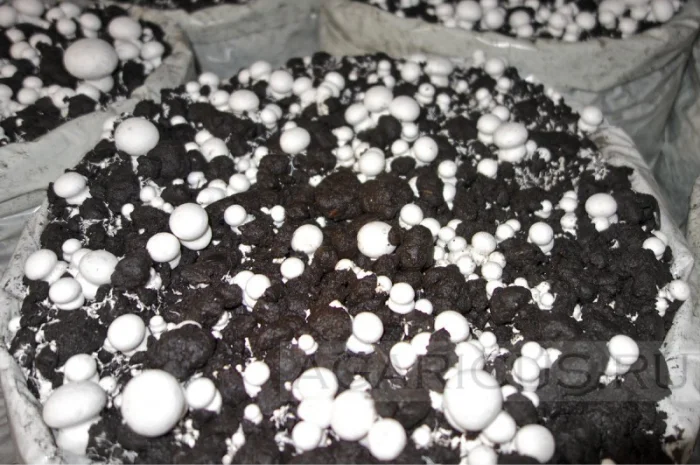 Мицелий шампиньонов зерновой первичный (не пересажен!) высылаю из Киева новой почтой- фото № 4