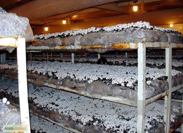 Мицелий шампиньонов зерновой первичный (не пересажен!) высылаю из Киева новой почтой- фото № 5