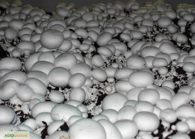 Мицелий шампиньонов зерновой первичный (не пересажен!) высылаю из Киева новой почтой- фото № 7