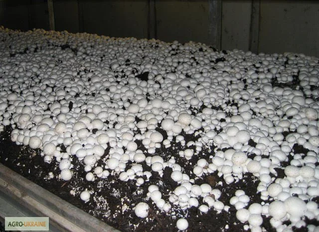 Мицелий шампиньонов зерновой первичный (не пересажен!) высылаю из Киева новой почтой- фото № 8