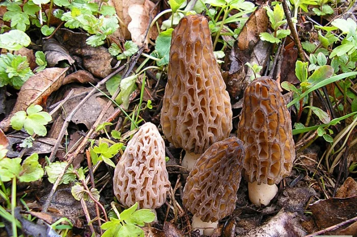 Рассада (мицелий грибов) Сморчок высокий для выращивания грибов в огороде,  саду- фото № 1