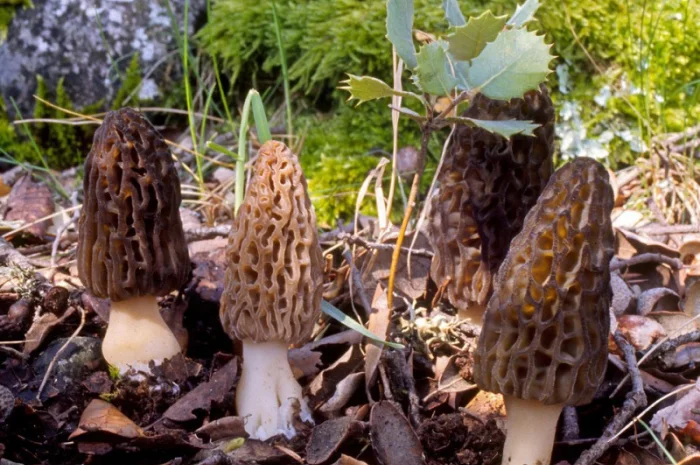 Рассада (мицелий грибов) Сморчок высокий для выращивания грибов в огороде,  саду- фото № 2