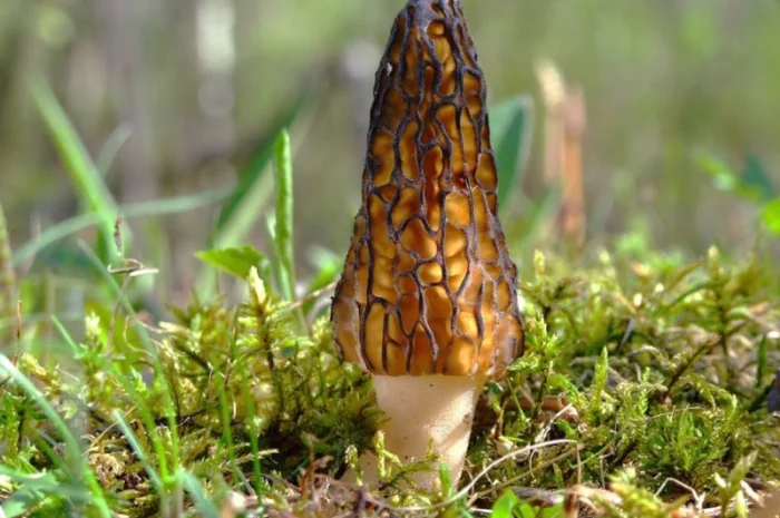 Семена сморчков - мицелий (грибница) Сморчок конический - рассада грибов- фото № 1