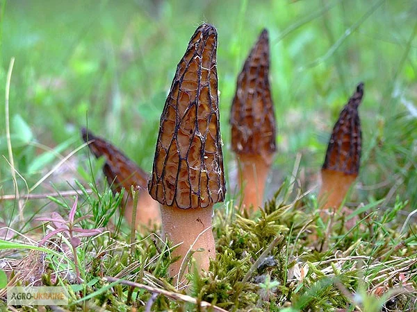 Семена сморчков - мицелий (грибница) Сморчок конический - рассада грибов- фото № 2