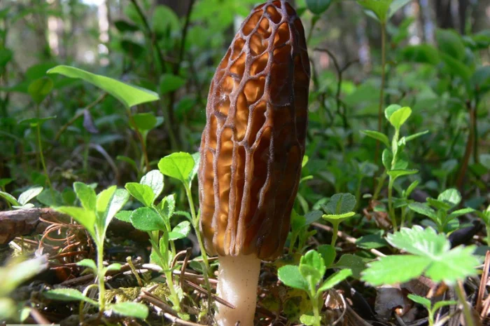 Семена сморчков - мицелий (грибница) Сморчок конический - рассада грибов- фото № 2