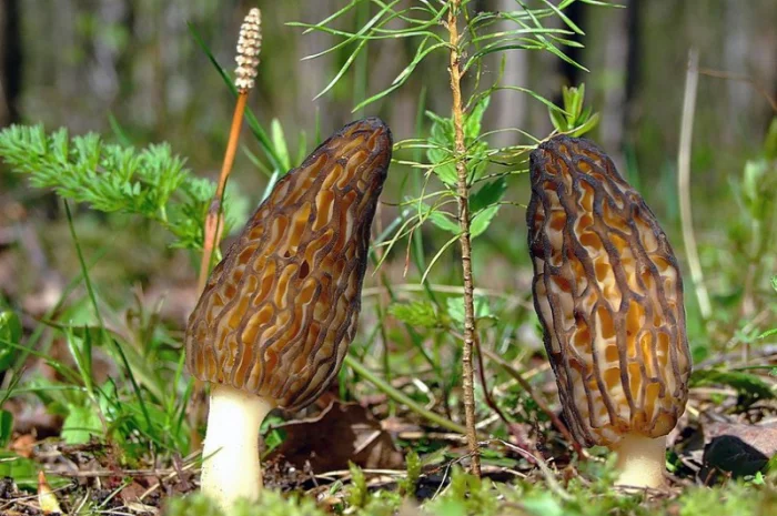 Семена сморчков - мицелий (грибница) Сморчок конический - рассада грибов- фото № 3
