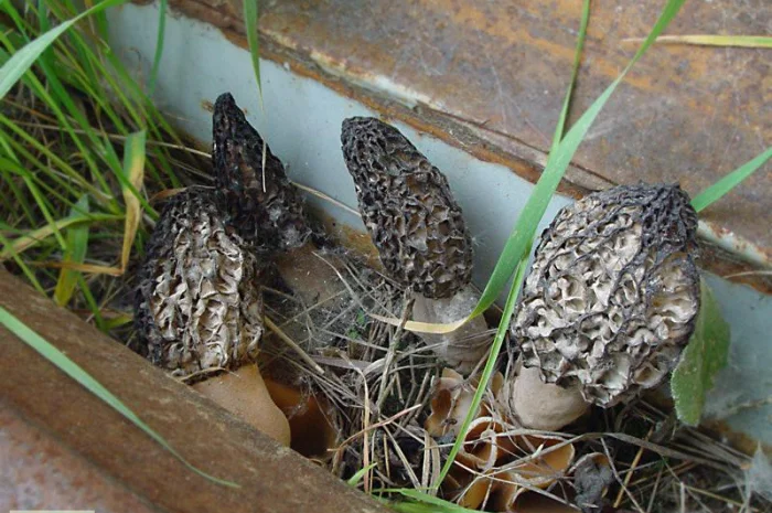 Семена сморчков - мицелий (грибница) Сморчок конический - рассада грибов- фото № 4