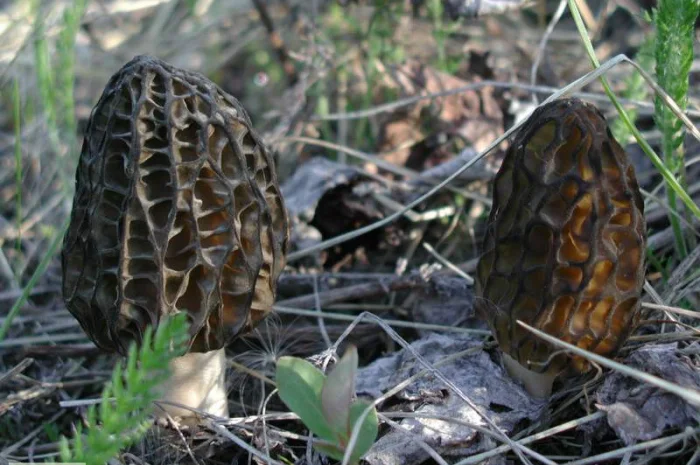 Семена сморчков - мицелий (грибница) Сморчок конический - рассада грибов- фото № 5