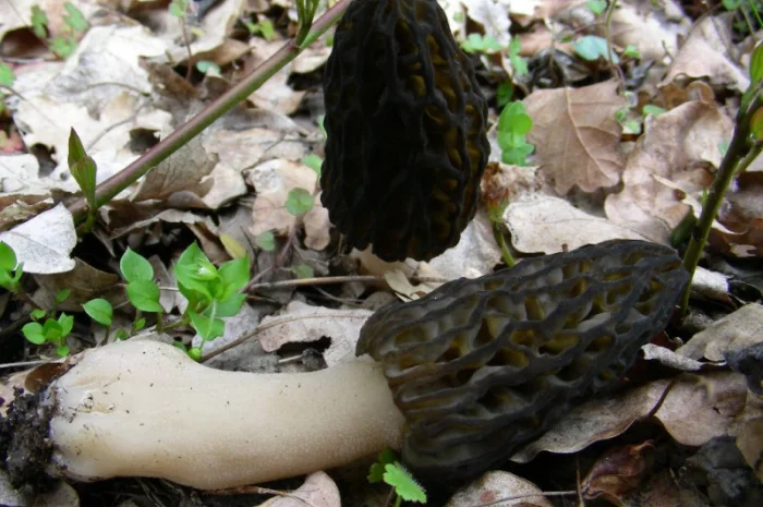 Семена сморчков - мицелий (грибница) Сморчок конический - рассада грибов- фото № 7