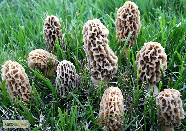 Рассада сморчков - качественный мицелий (семена) Сморчок деликатесный- фото № 1