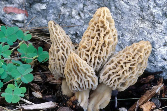 Рассада сморчков - качественный мицелий (семена) Сморчок деликатесный- фото № 2