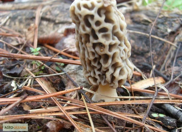 Рассада сморчков - качественный мицелий (семена) Сморчок деликатесный- фото № 3