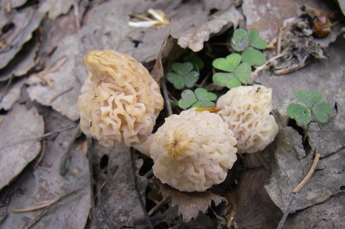 Рассада сморчков - качественный мицелий (семена) Сморчок деликатесный- фото № 4