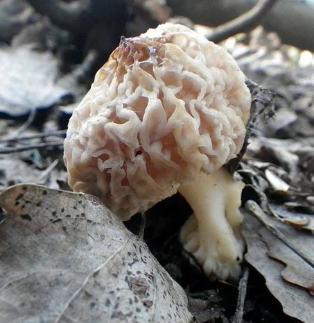 Рассада сморчков - качественный мицелий (семена) Сморчок деликатесный- фото № 5