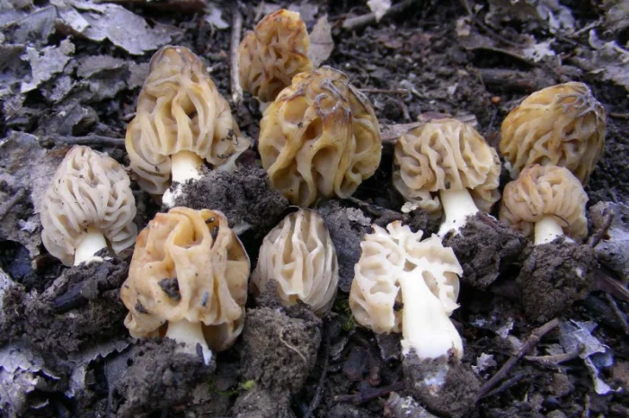 Рассада сморчков - качественный мицелий (семена) Сморчок деликатесный- фото № 6